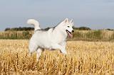 SIBERIAN HUSKY 036